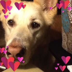 Meet your Posher, Sophia